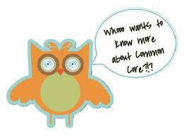 owl  